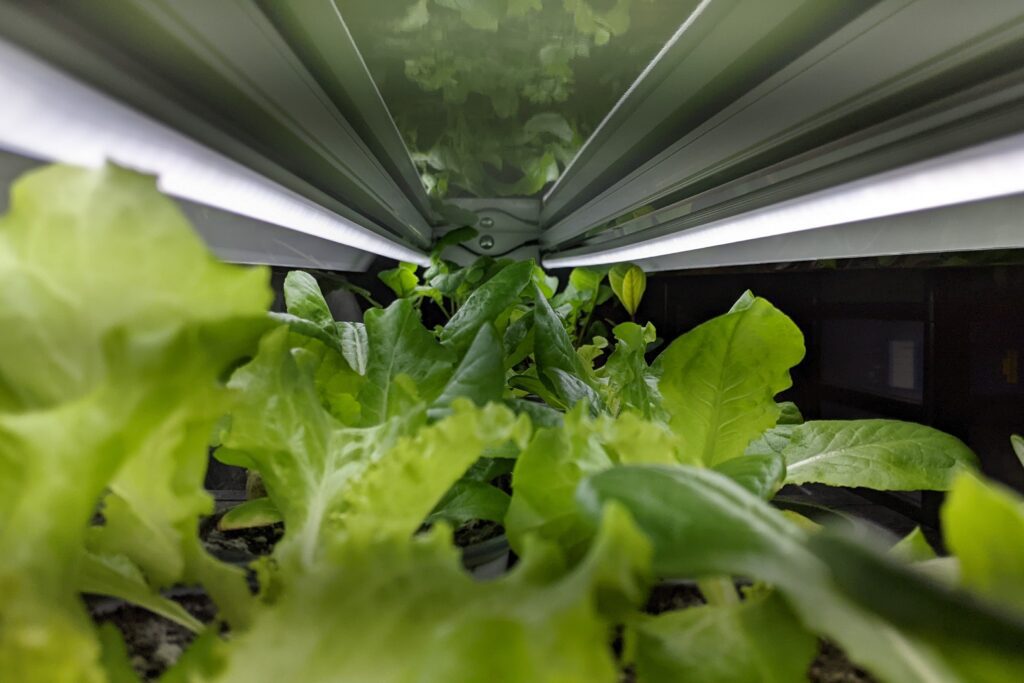 indoor vegetable gardening with LED grow lights
