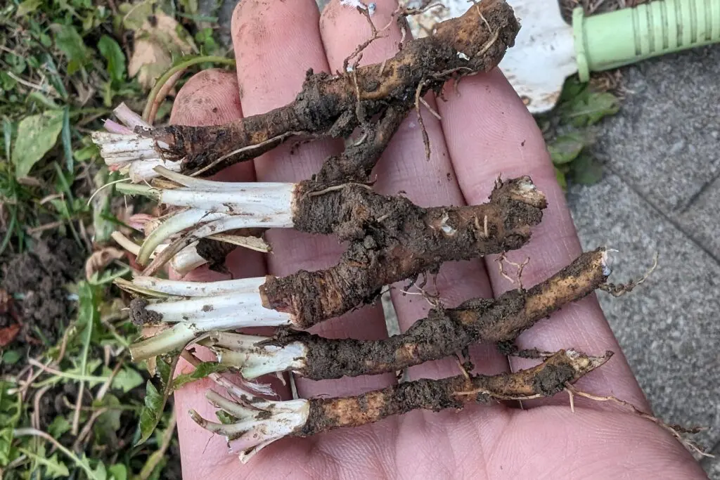 forage dandelion roots in the winter