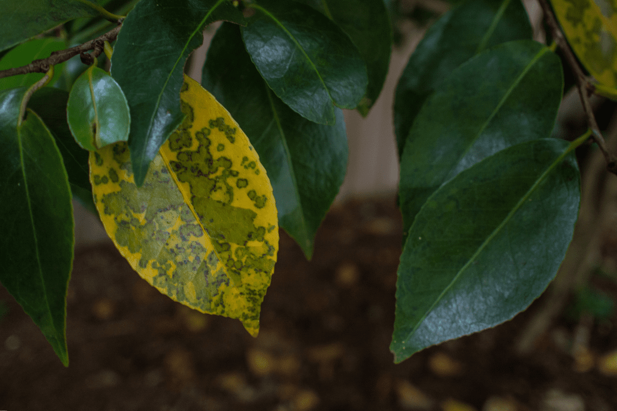 yellow orchid leaves