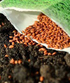 vegetable seeds packet dumped onto soil
