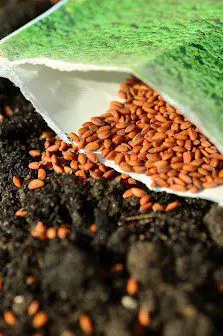 vegetable seeds packet dumped onto soil