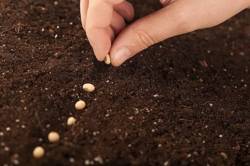 vegetable seeds being sown in a furrow