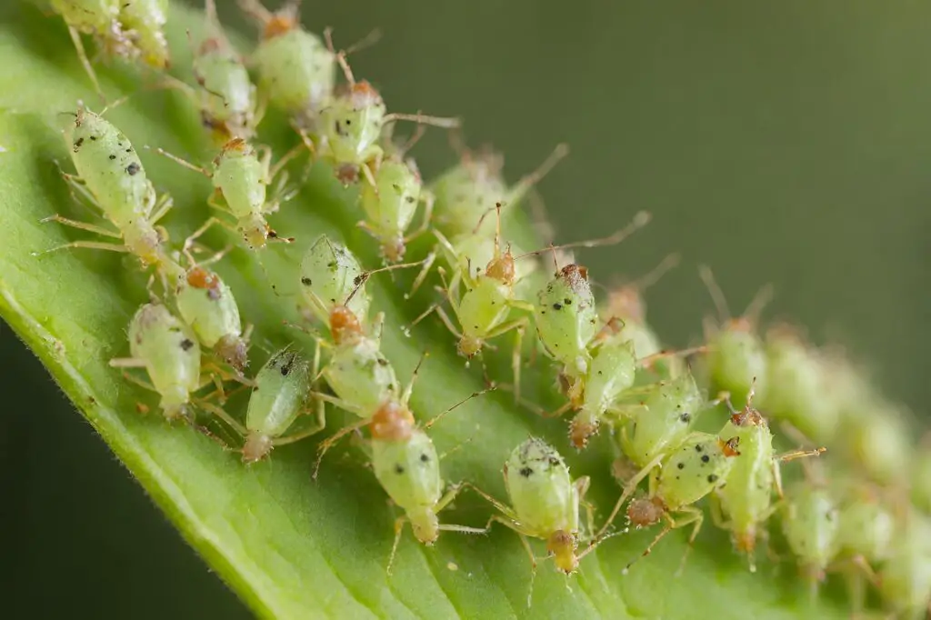 green aphids on a how to grow broccoli