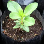plants growing inside grow bags