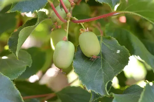 hardy kiwi fruits on the vine