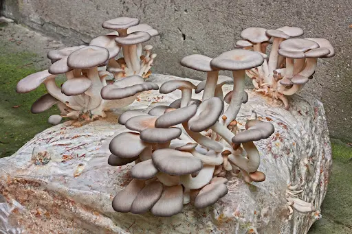 mushroom garden oyster mushrooms growing from substrate
