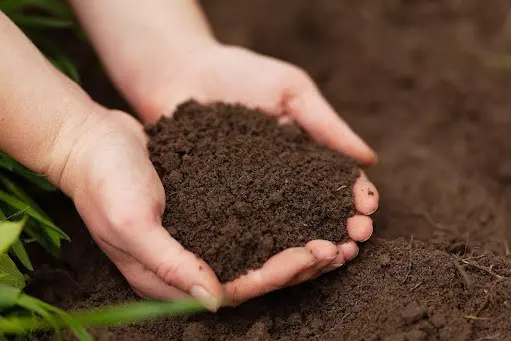 composted manure used as an organic fertilizer