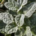 powdery mildew on garden plants
