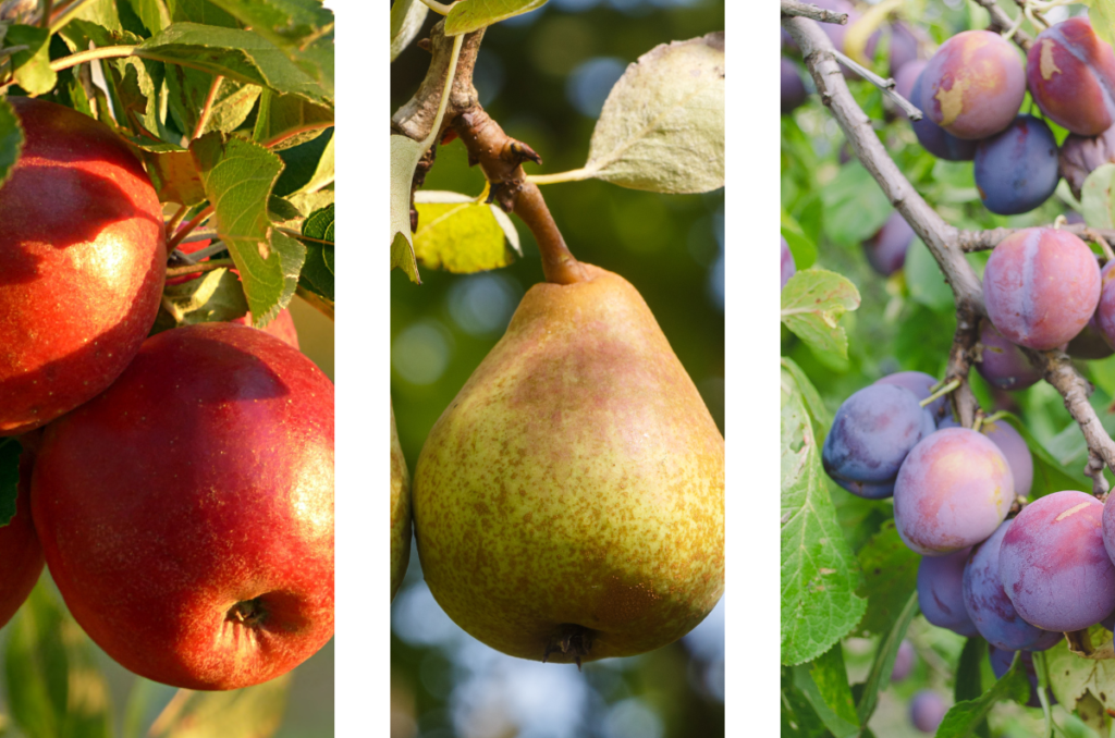 apple, pear, and plum fruit trees