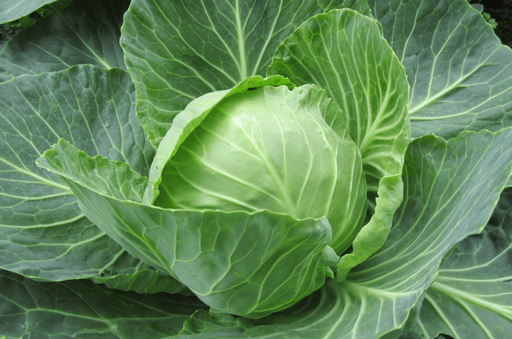 cabbage plant growing in a cold frame