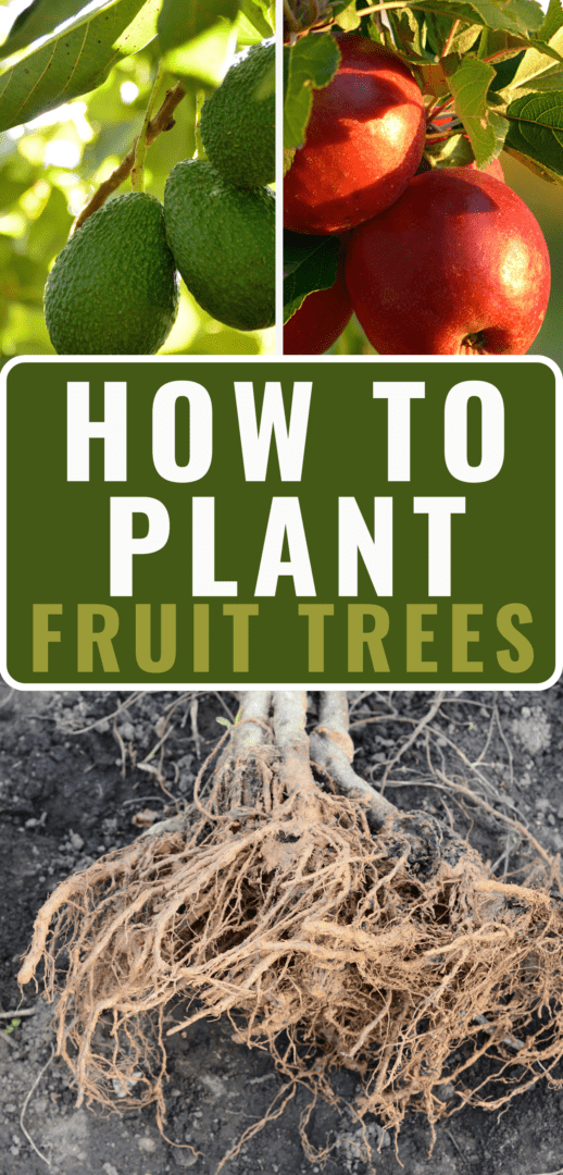 how to plant fruit trees Pinterest pin