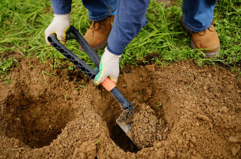 digging holes for fruit trees in the garden