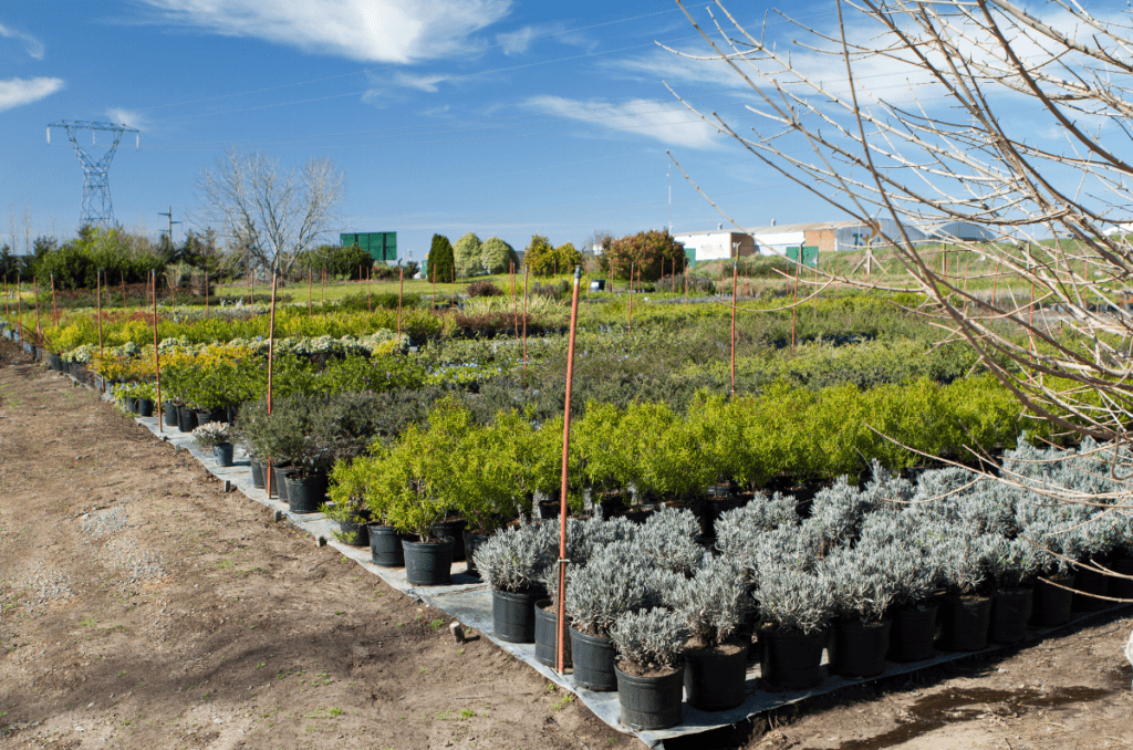 potted fruit trees being sold at a nursery