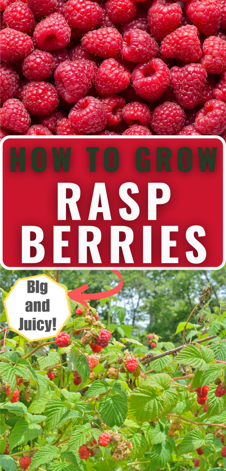 How To Grow Raspberries That Are Big And Juicy