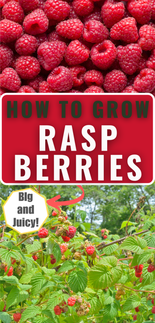 how to grow raspberries Pinterest pin