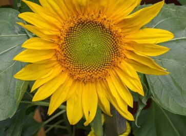 sunflower plant cut flower garden