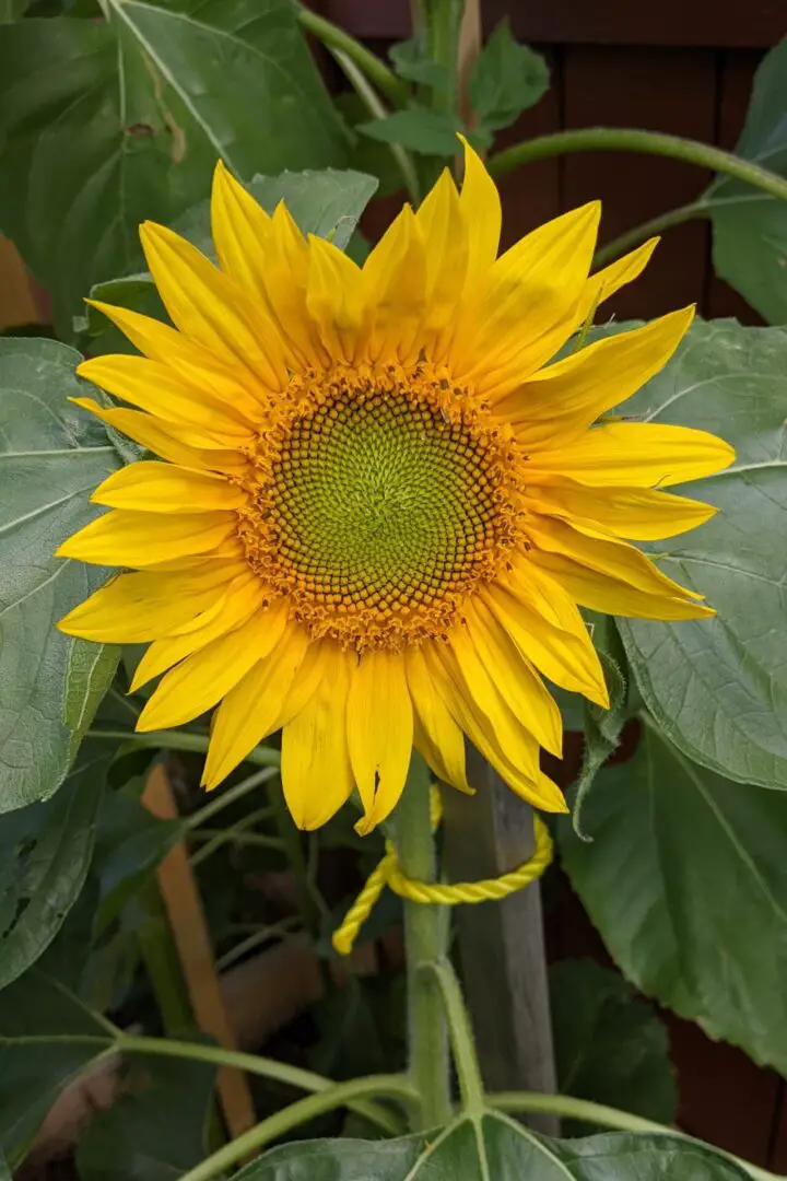 sunflower plant cut flower garden