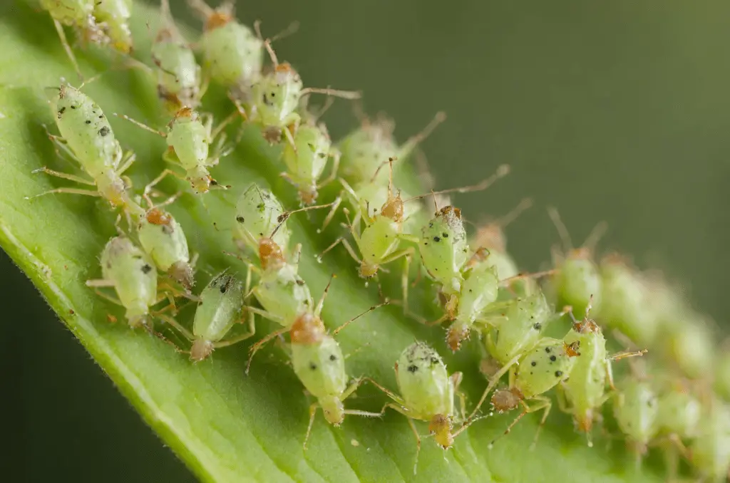 how to grow cucumbers involves aphid protection