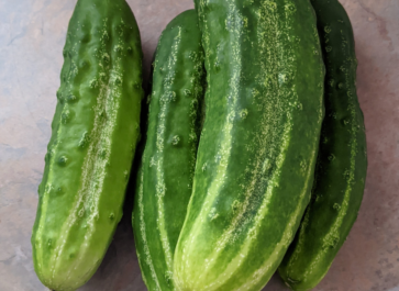 ripe cucumber fruits