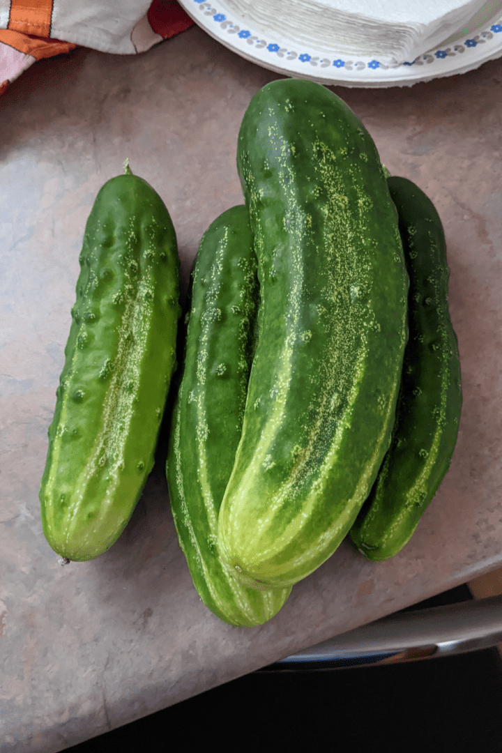 ripe cucumber fruits