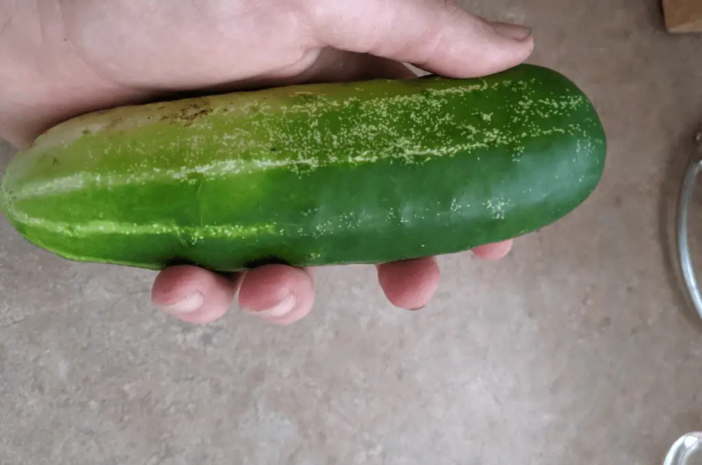 straight eight slicing cucumber variety