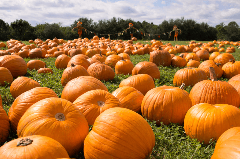 how to cure big pumpkins