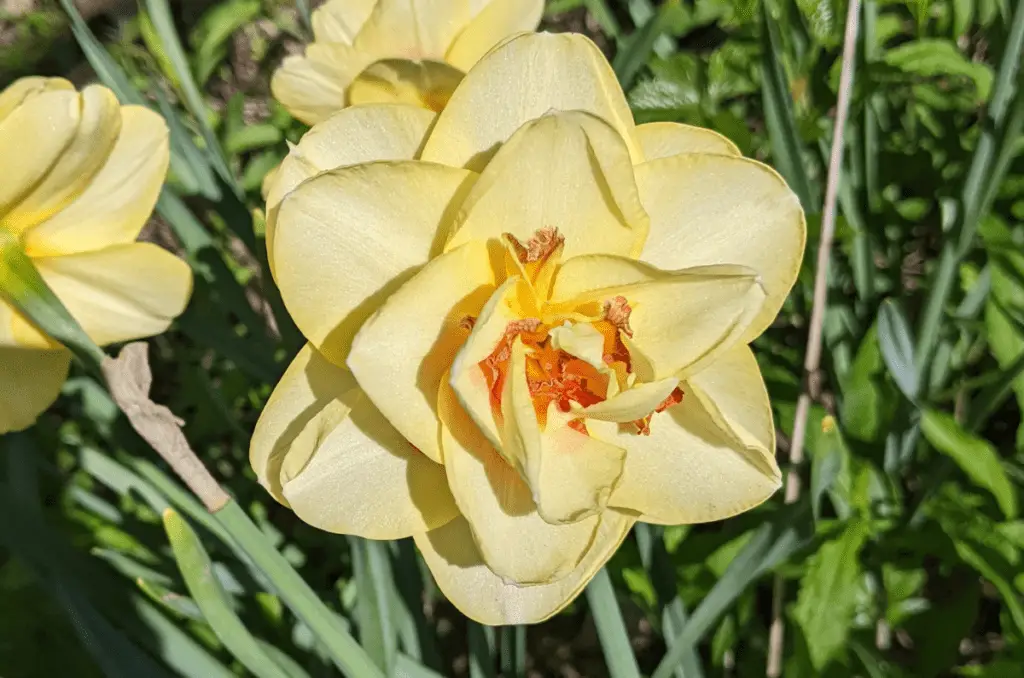 daffodil easter plants