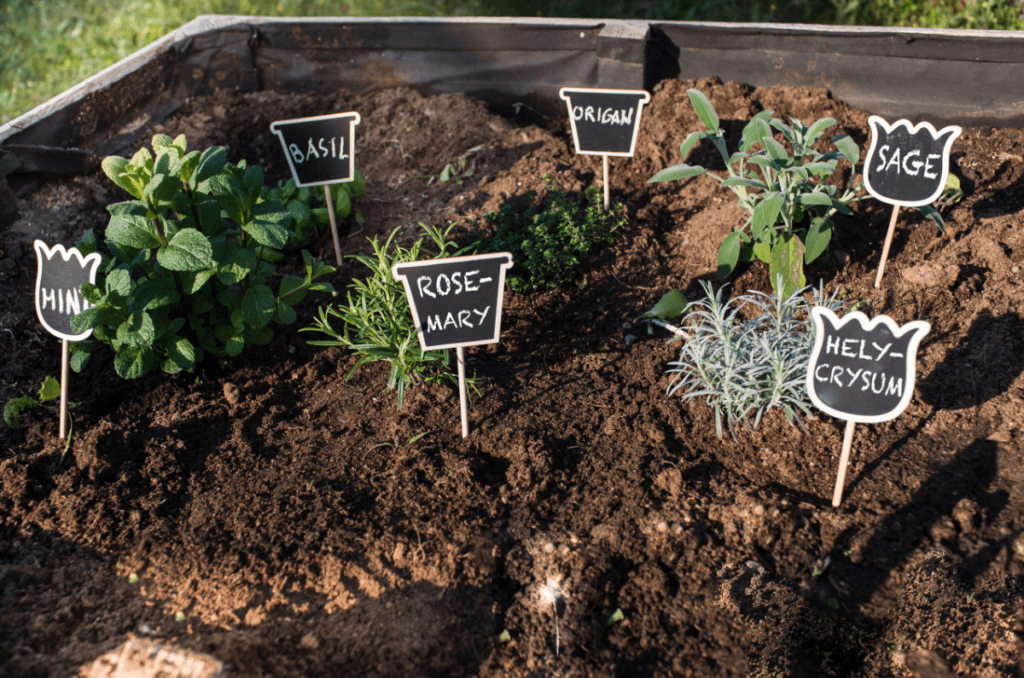 labelled herbs in a raised garden bed