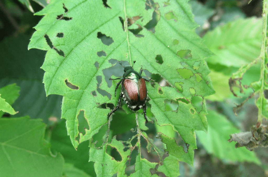 japanese beetles eating plant leaves