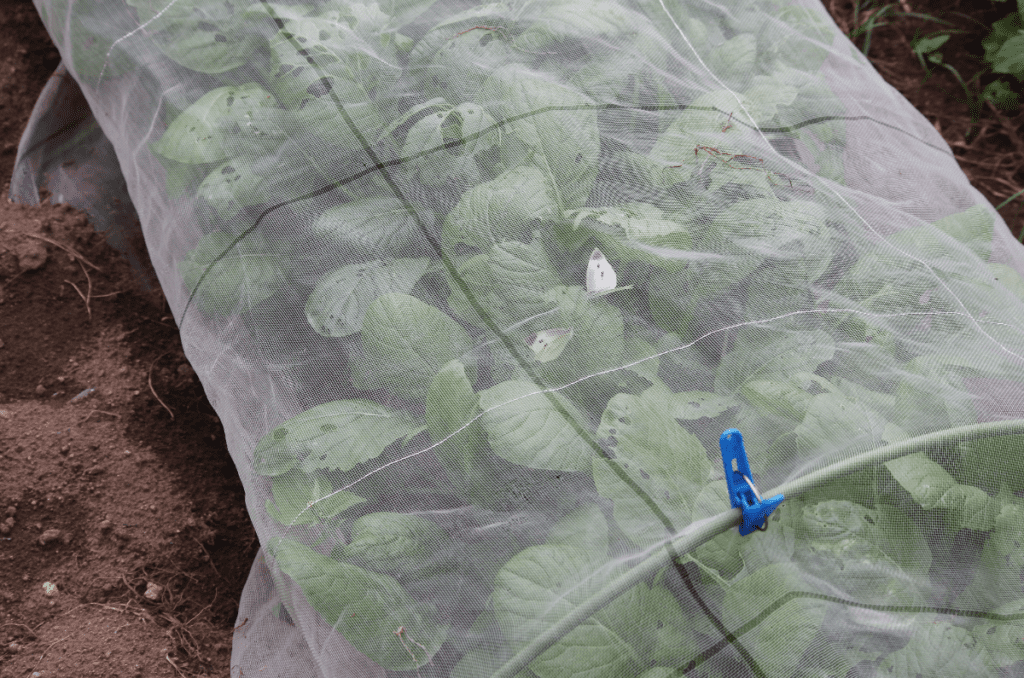 netting plants from japanese beetles