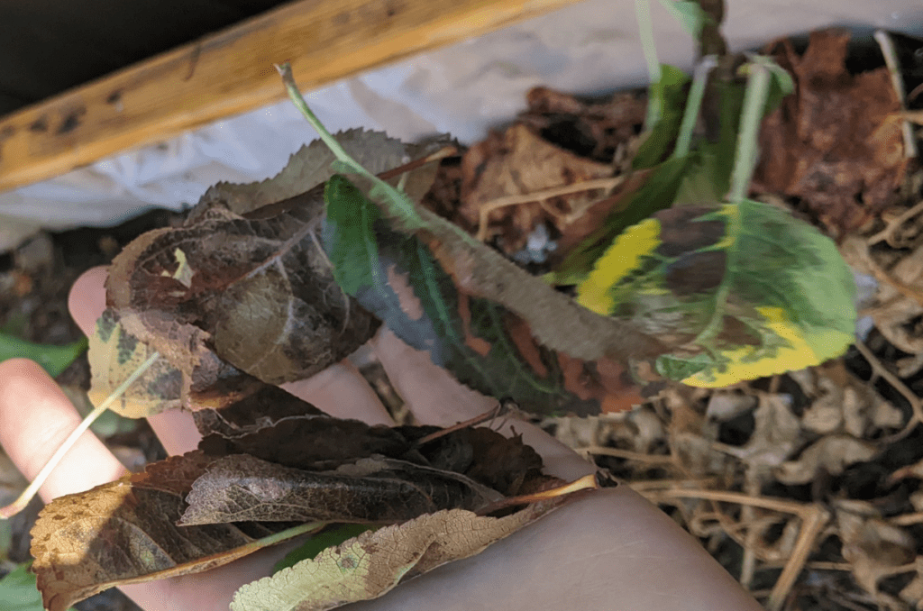 garden leaves held in hand