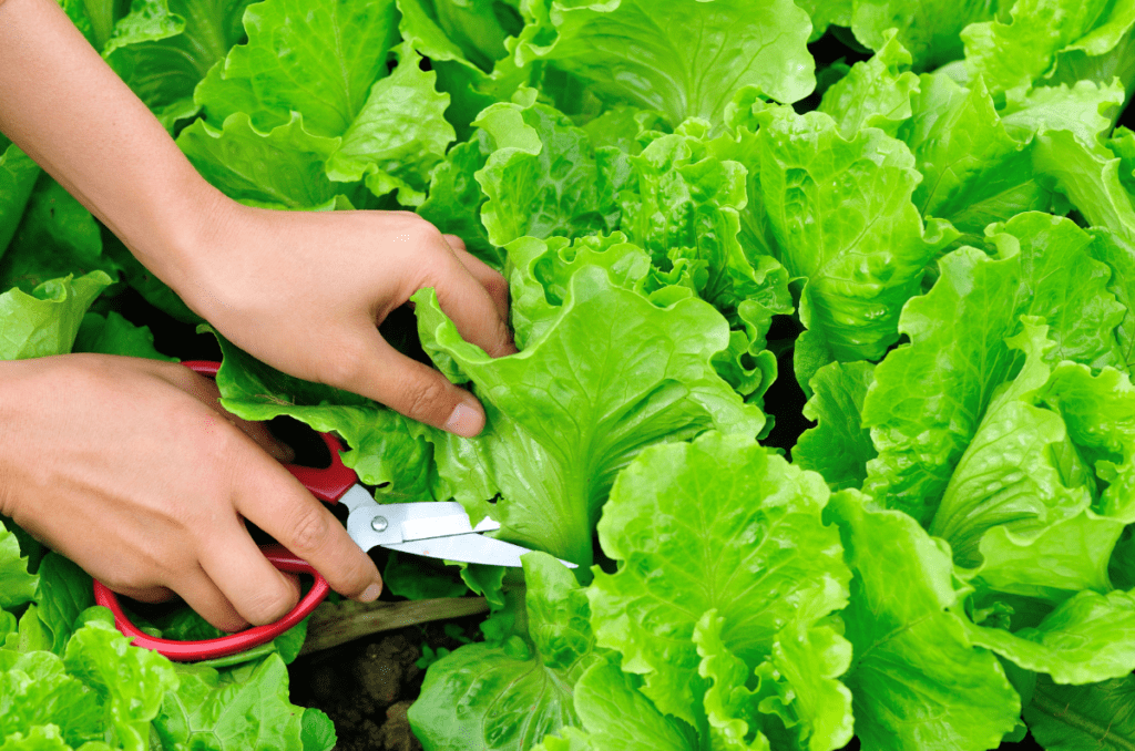 how to grow and harvest lettuce