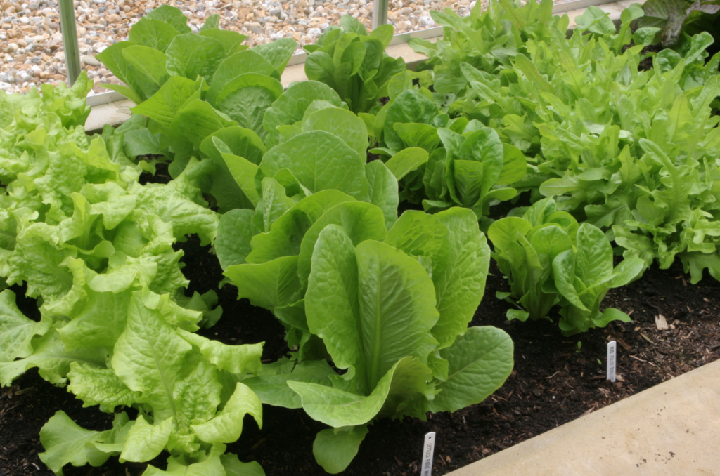 lettuce varieties grown in rows in a raised garden bed