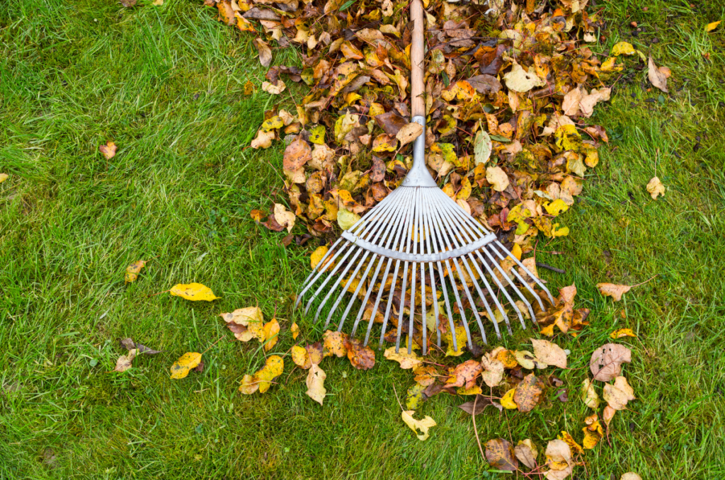raking leaves for a garden mulch