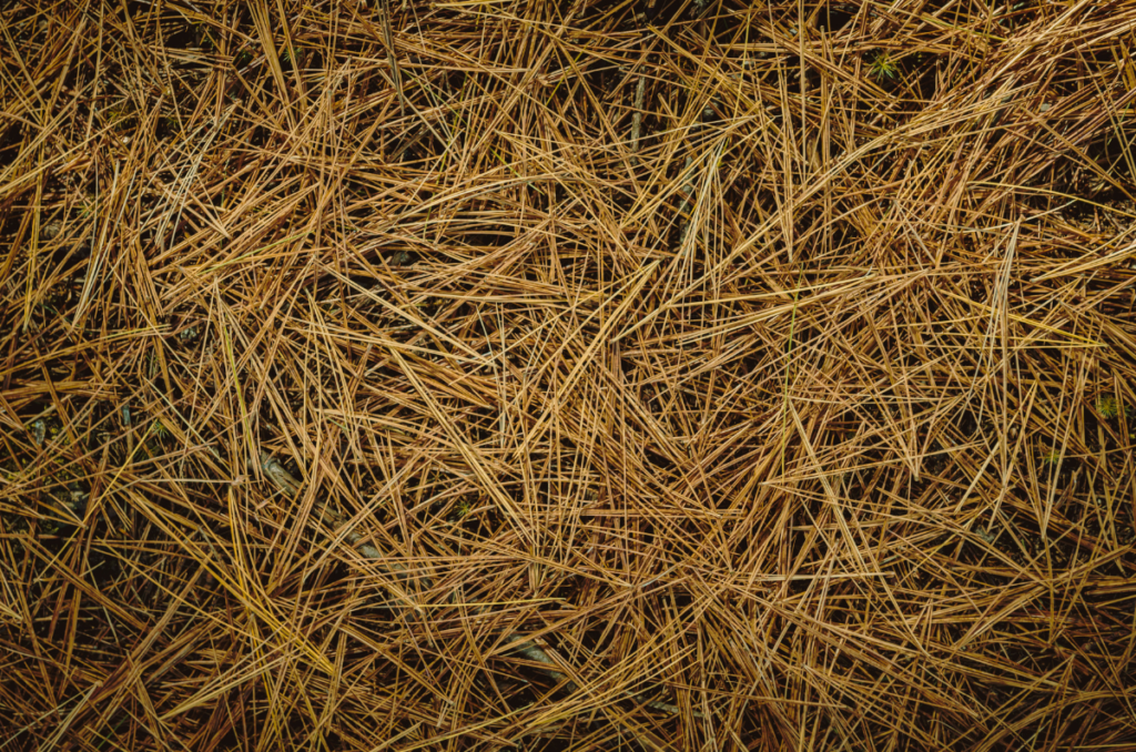 fallen pine needles used as mulch
