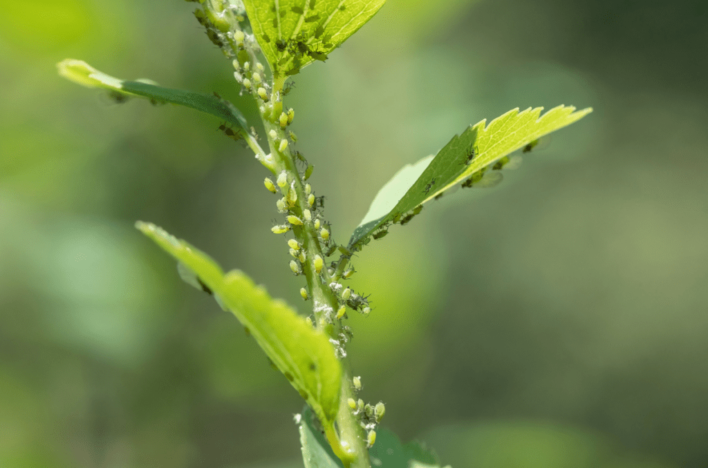 nasturtium flowers covered in aphids