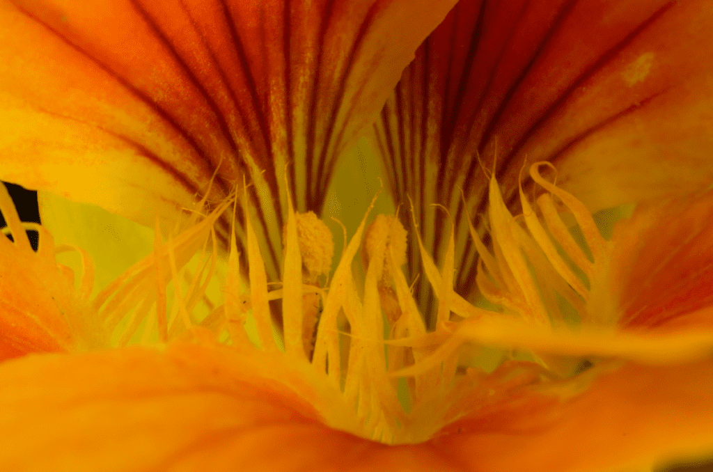 up close of a nasturtium flower