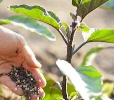 applying organic fertilizer to eggplant