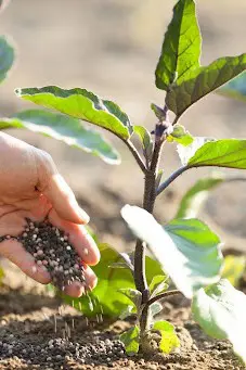 applying organic fertilizer to eggplant
