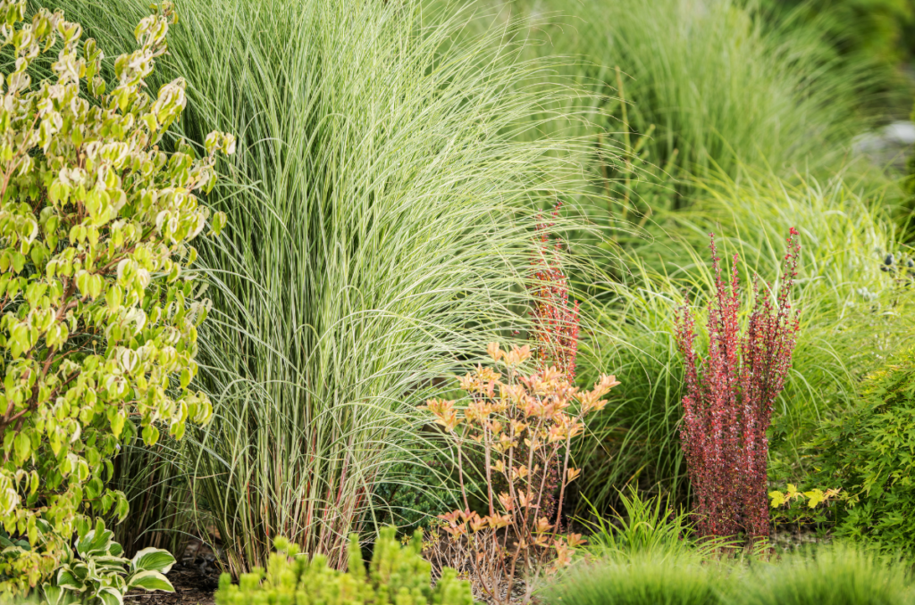 tall ornamental grass planted with other garden plants