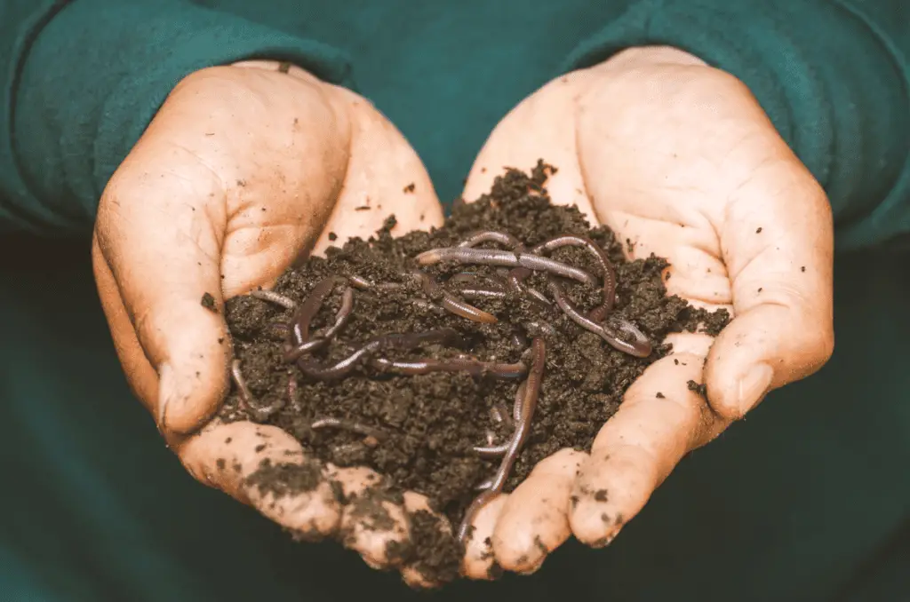 handful of worms for diy compost garden paths