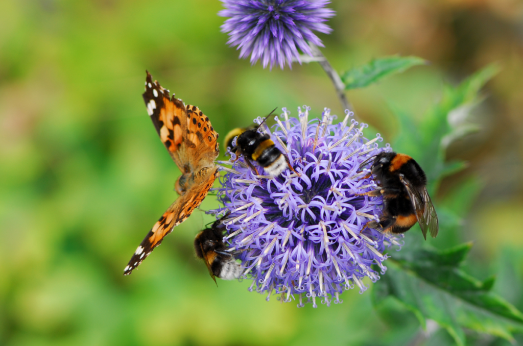 important pollinators taking nectar from a purple flower