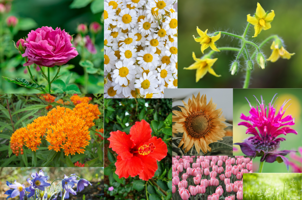 pollinator garden flowers