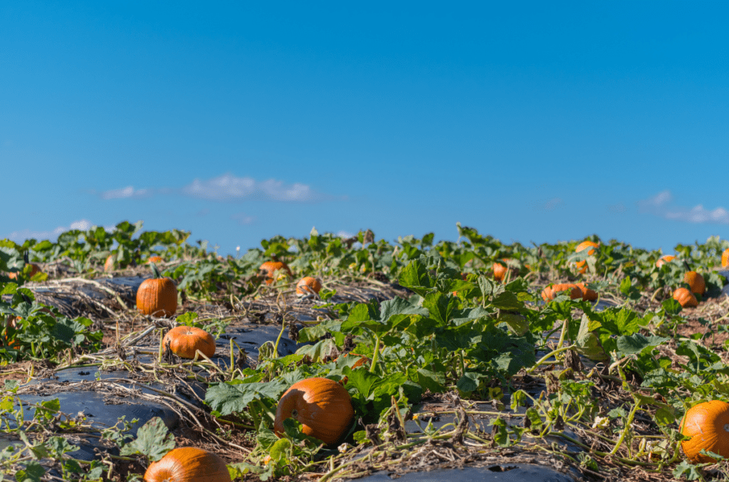 how to grow big pumpkins