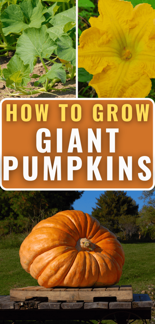 how to grow giant pumpkins Pinterest pin