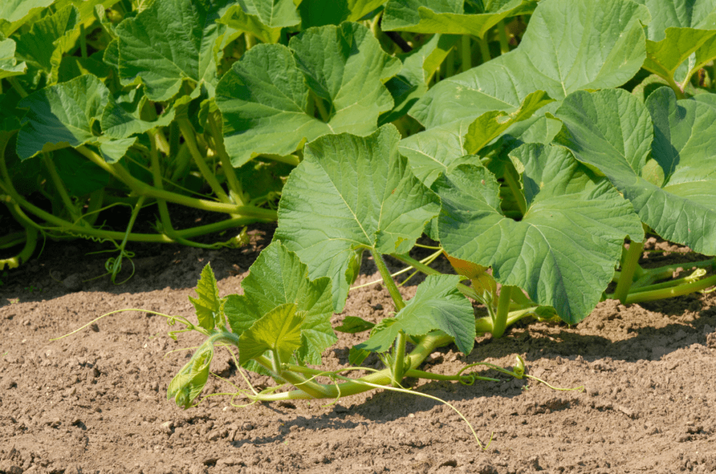 pruning big pumpkins