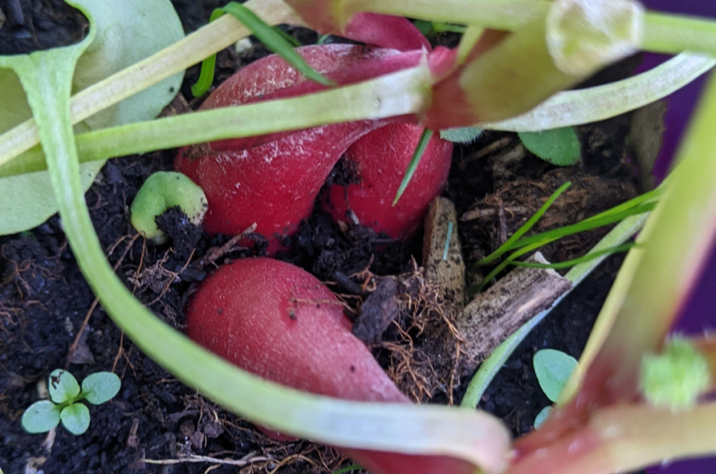 multi sown radishes