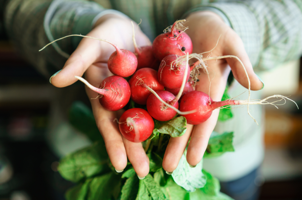 freshly harvested early spring garden vegetable radishes