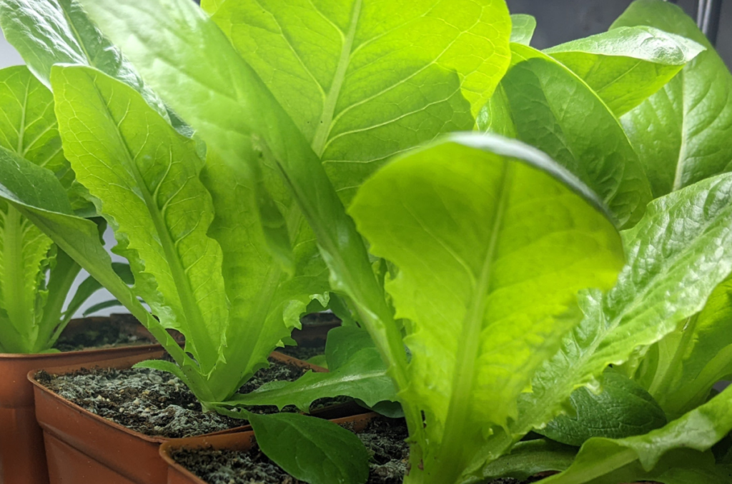 lettuce plants growing under grow lights in seedling cells
