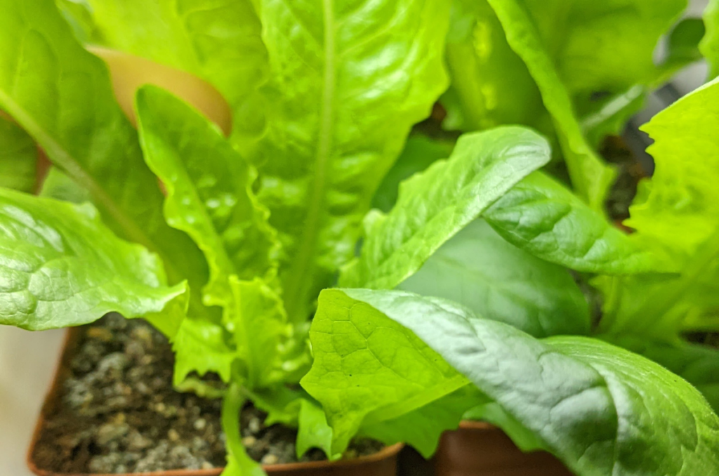 start lettuce seeds indoors under grow lights